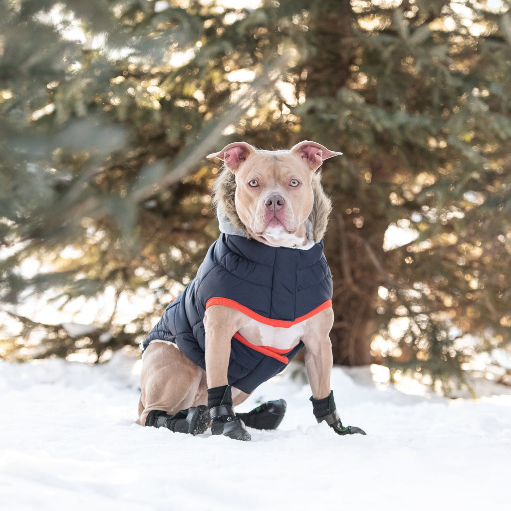 Winter Sailor Parka for Dogs — Navy | Premium Warm Coat with Sherpa Lining & Faux Fur Hood | Furry Home