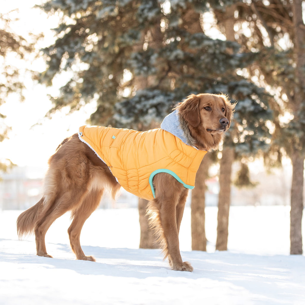 Winter Sailor Parka for Dogs — Yellow | Warm, Waterproof & Sherpa-Lined | Furry Home