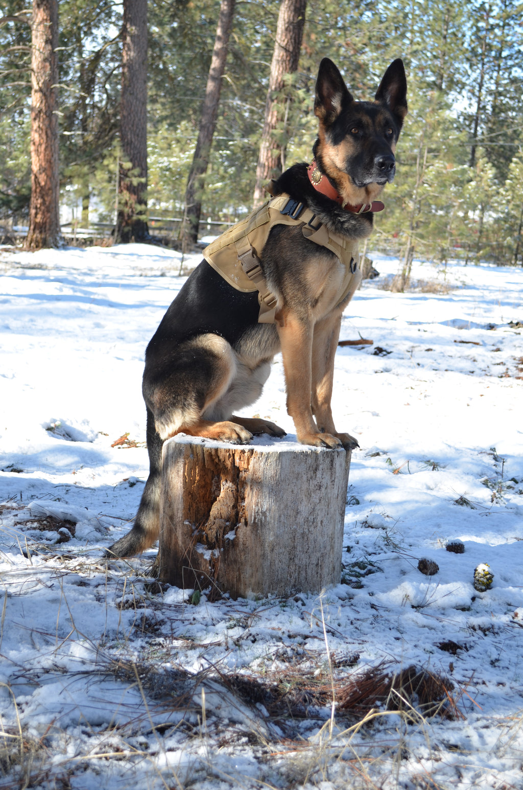 TactiBold 3-in-1 Dog Gear Set — Tactical Harness, Collar & Leash for Training & Adventures | Furry Home