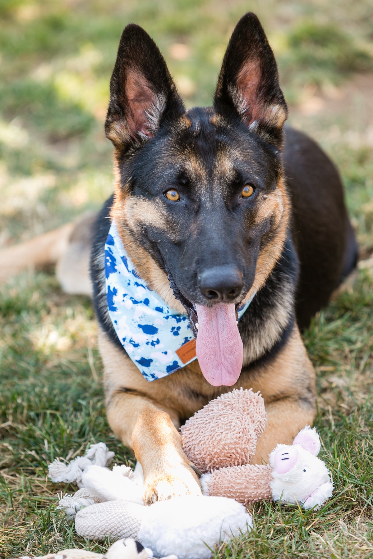 Squeak & Play 6-Pack Dog Plush Toy Set — Soft, Safe & Anxiety-Relieving Toys for Dogs | Furry Home