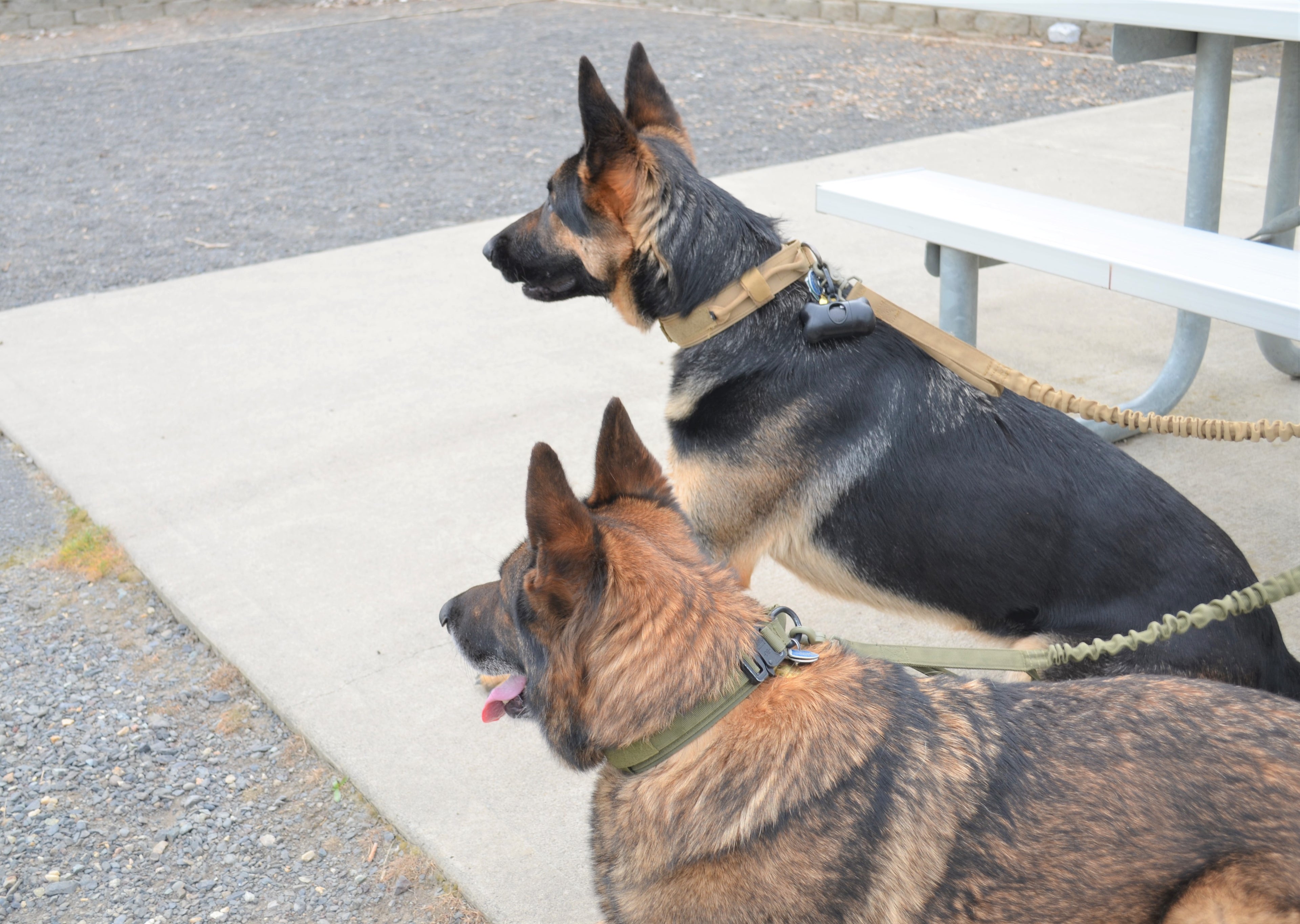 TactiBold 3-in-1 Dog Gear Set — Tactical Harness, Collar & Leash for Training & Adventures | Furry Home